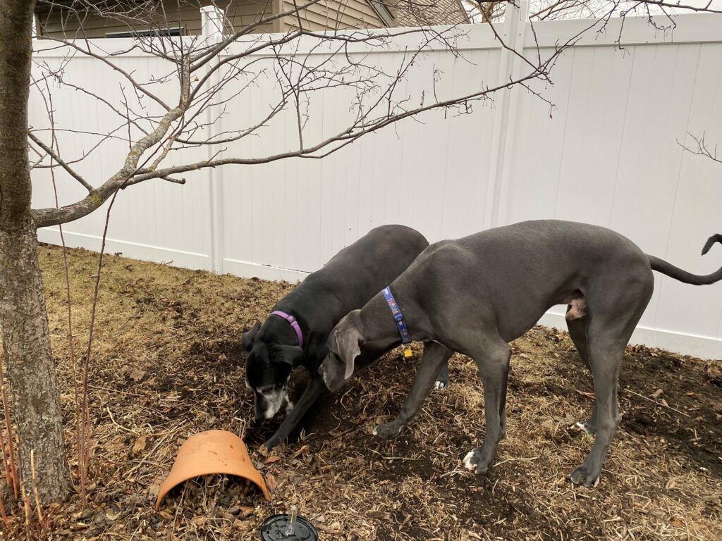 Two Great Danes digging in dirt