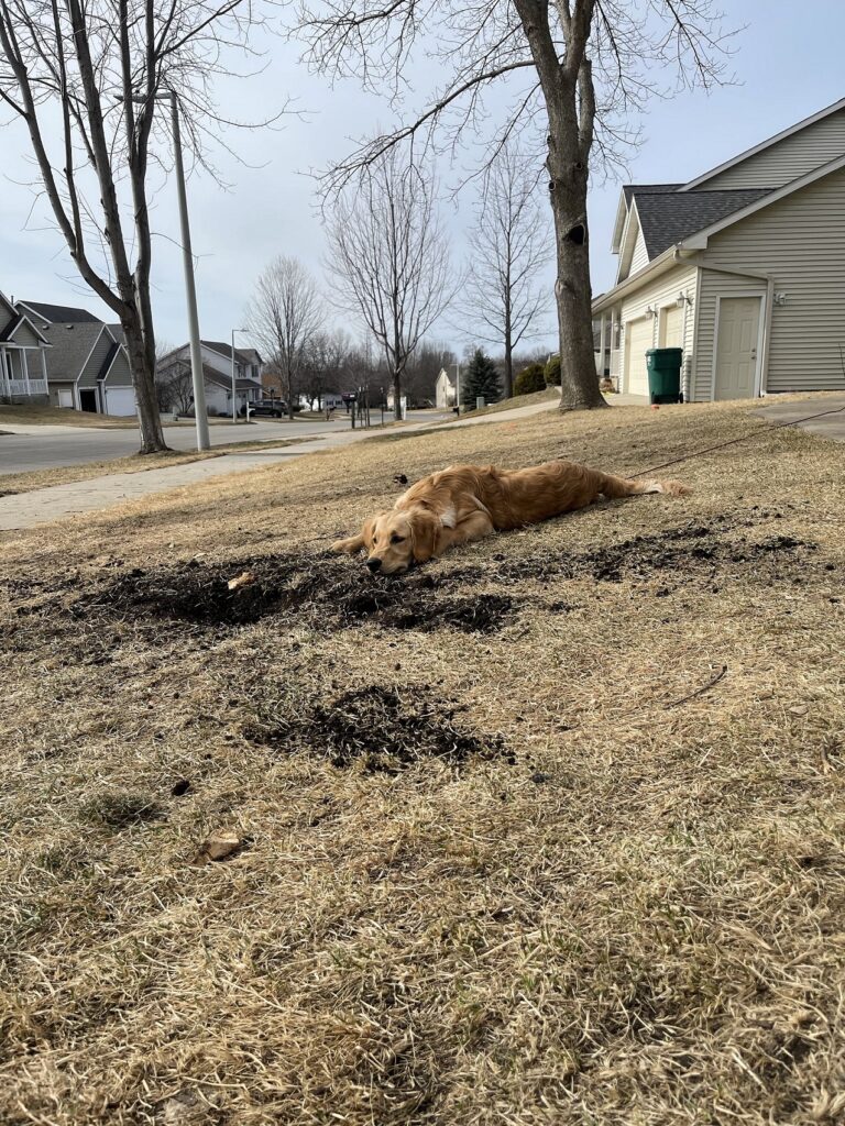 Golden retriever lying near a hole in a front lawn