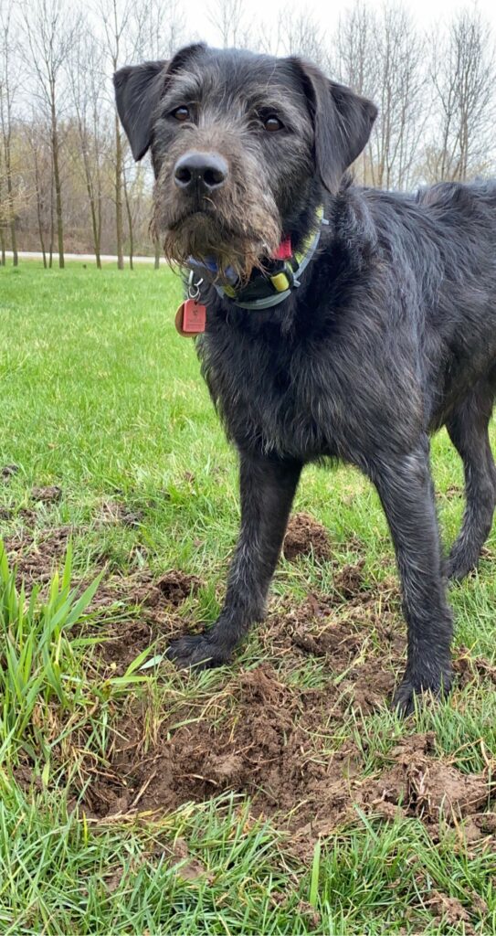 Black Lab/terrier mix with dirty face