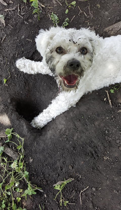 Small white dog with a dirty face lying next to a hole