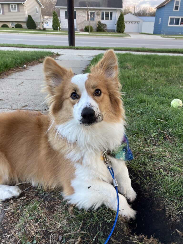 Tan and white corgi lying next to a hole