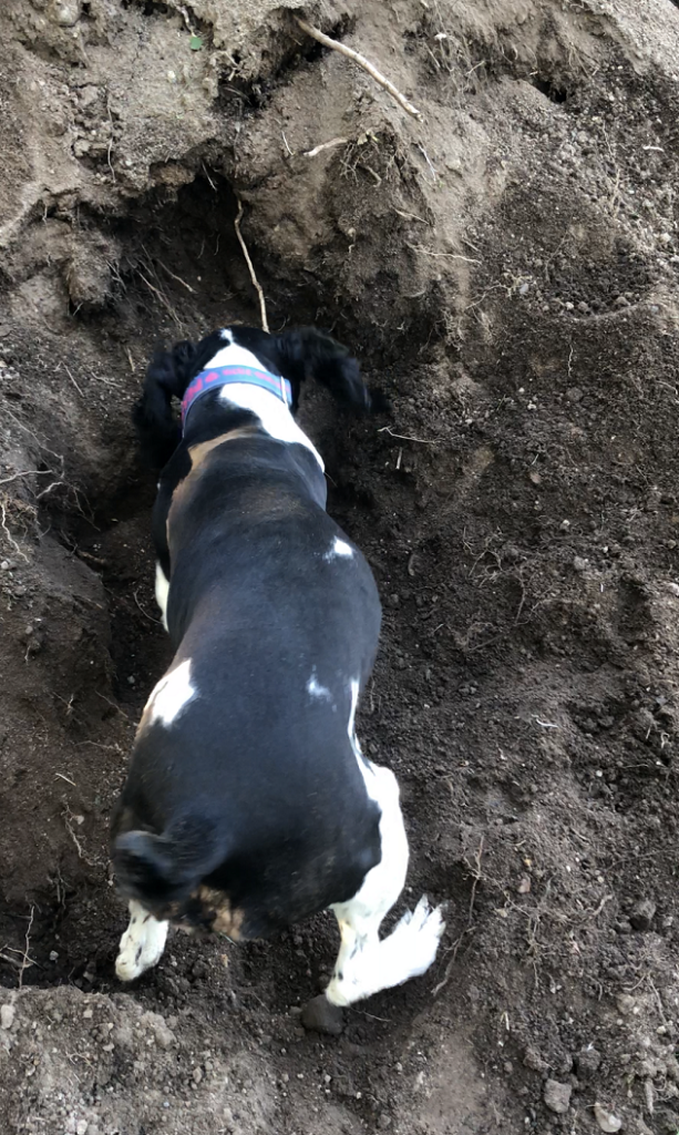 Brown, black and white dog digging in dirt