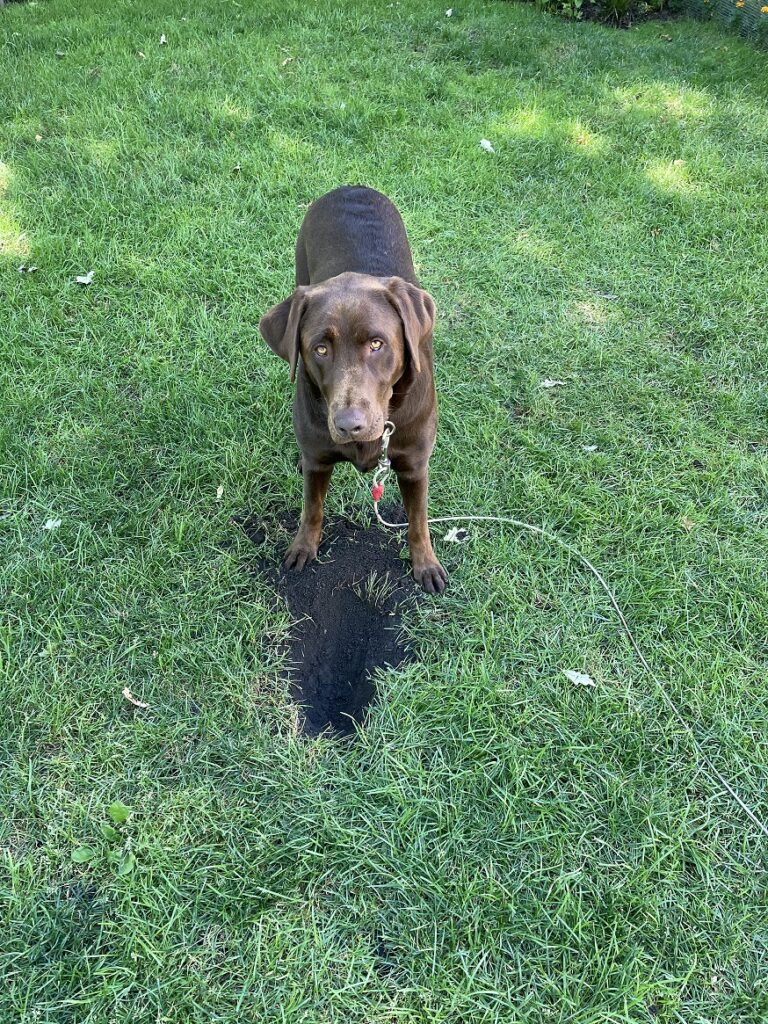 Brown Lab in bright green lawn next to hole
