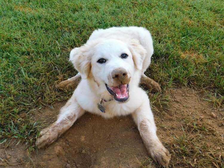 White Great Pyrenees digging in mud