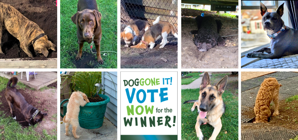 A collage of nine dogs surrounding a graphic that states, "Doggone It! Vote now for the winner!"