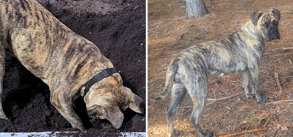 A picture of a medium-sized dog with brown fur digging next to a photo of the same dog looking at the camera.