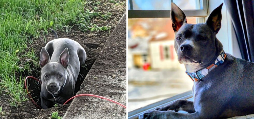 A picture of a grey-haired dog digging next to a picture of the same dog lying near an open window.