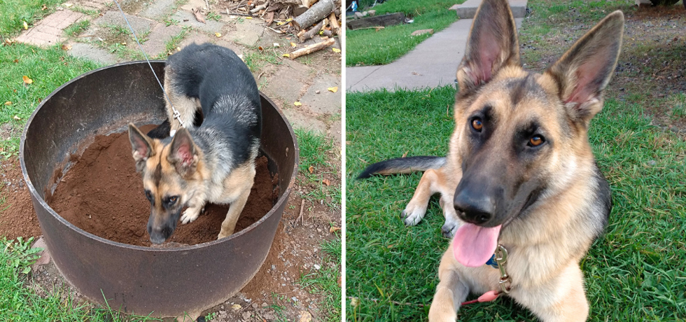 A photo of a dog with brown and black fur digging next to a photo of the same dog lying on grass and smiling. 