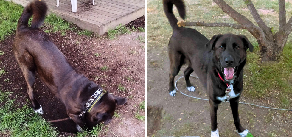 A picture of a dog with brown fur digging a hole next to a photo of the same dog smiling at the camera.