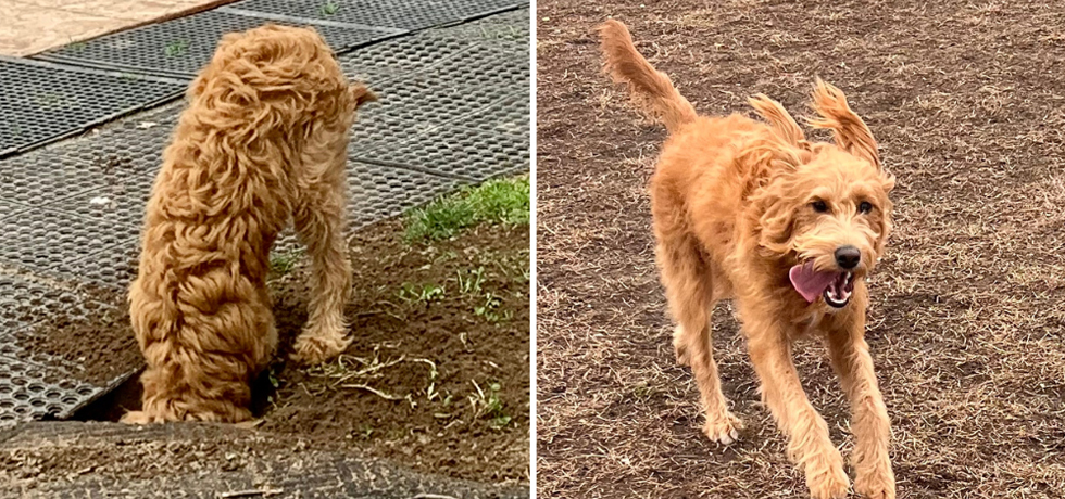 A photo of a copper-colored dog digging a hole next to a photo of the same dog running with its tongue out.