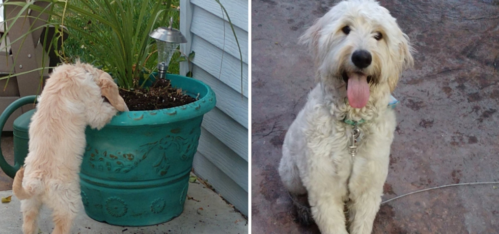 A photo of a dog with white hair standing on its tiptoes to dig in a pot next to a photo of the same dog sitting and smiling.