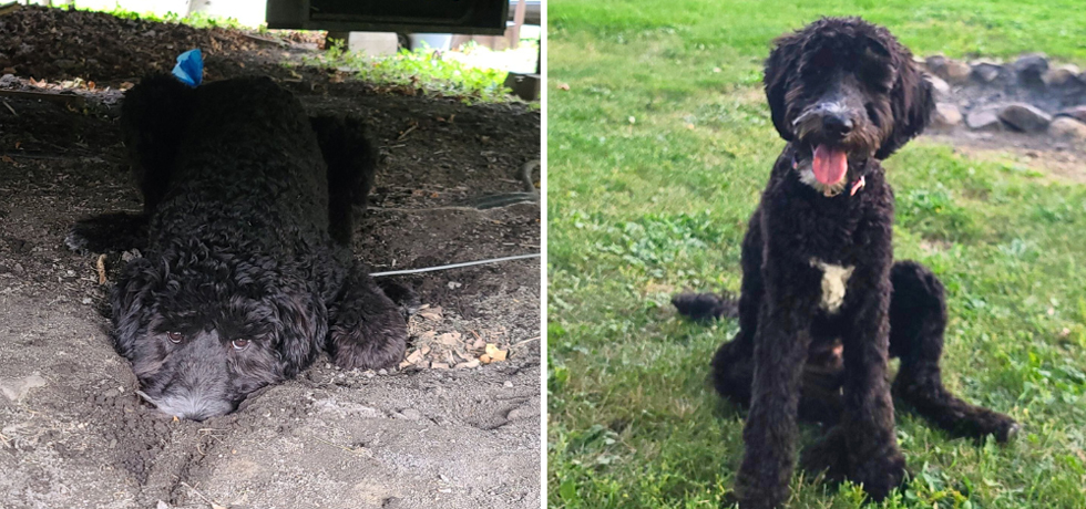 A photo of a black-haired dog lying in dirt next to a photo of the same dog sitting on grass and smiling.