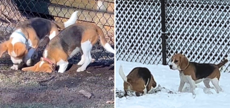 A photo of two beagle dogs digging in dirt next to a photo of the same dogs digging in snow.